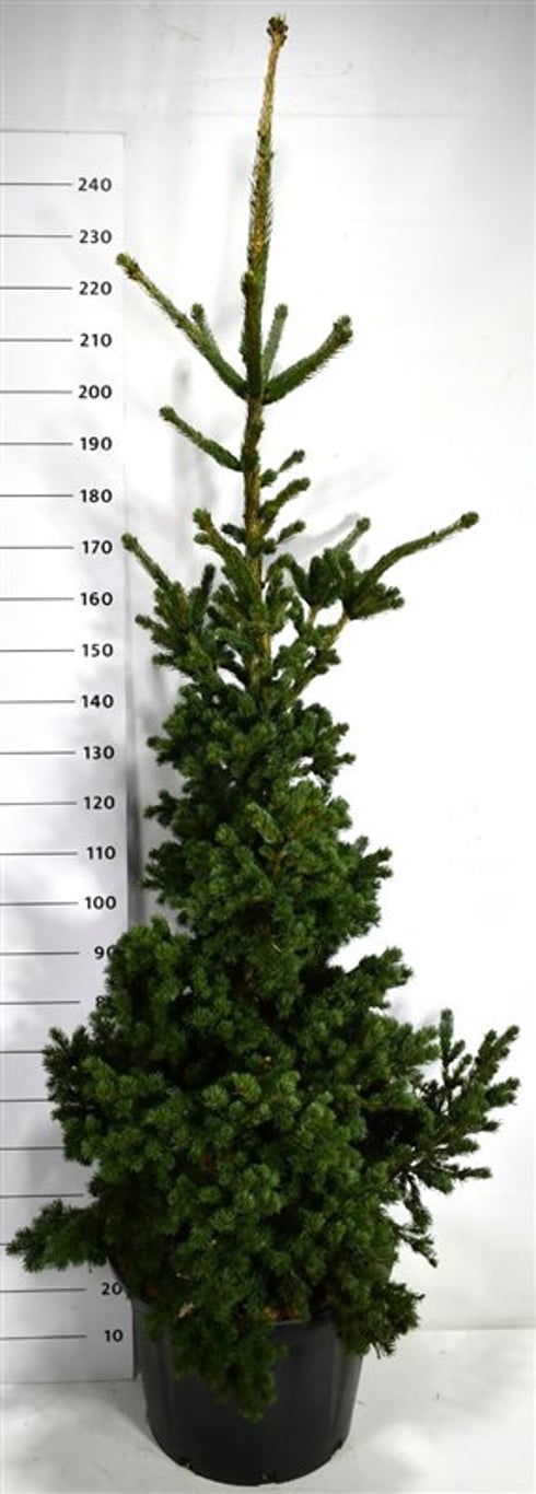 Blågran – Picea pungens 'Lucky Strike' - C65 140-160 cm.